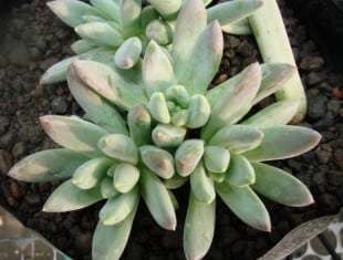 Pachyphytum Hookeri