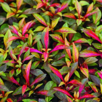 Alternanthera ficoidea 'Red Carpet'