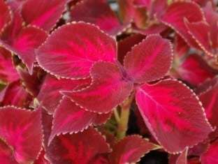 Coleus 'Kingswood Torch'