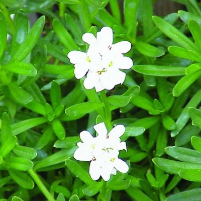 Iberis sempervirens 'Purity'