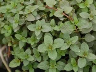 Mentha piperita 'Chocolate'
