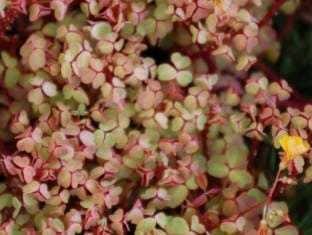 Oxalis siliquosa 'Sunset Velvet'