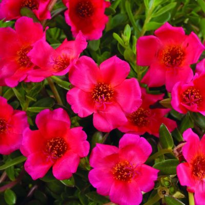 Portulaca Pazazz Red Flare