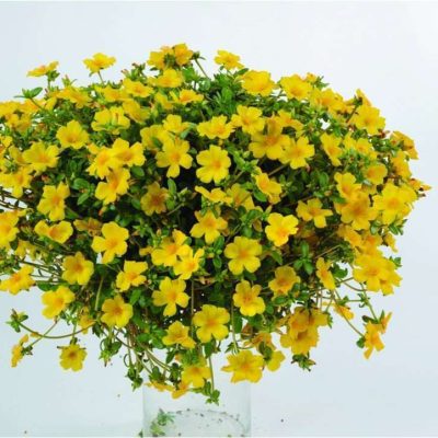 Portulaca Pazazz Vivid Yellow