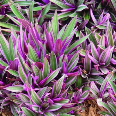 Tradescantia rhoeo spathacea 'Tricolor'