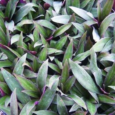 Tradescantia rhoeo spathacea 'Verde'