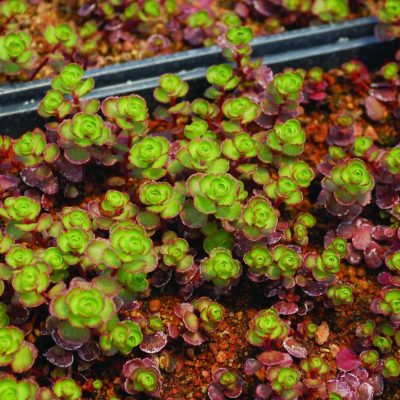 Sedum Fuldaglut