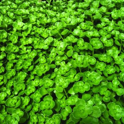 Sedum spurium John Creech