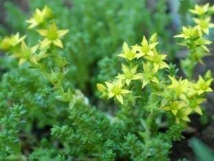 Sedum Acre