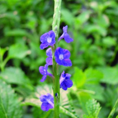 Stachytarpheta Blue (Porter Weed)