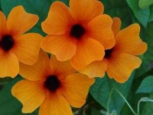 Thunbergia alata Sunny Susy® Red Orange