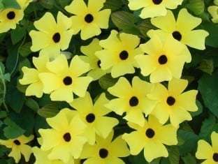 Thunbergia alata Sunny Susy® 'Yellow Dark Eye'