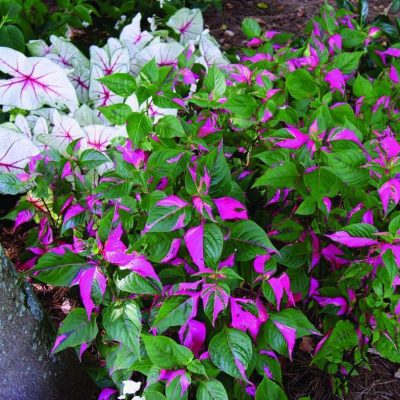 Alternanthera Party Time (PP14789)