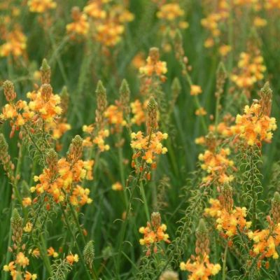 Bulbine frutescens 'Orange'