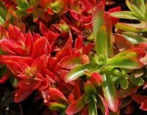 Crassula capitella 'Campfire'