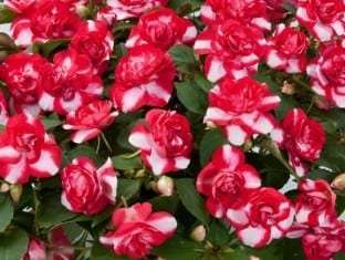 Impatiens, double Musica   Bicolor Cherry