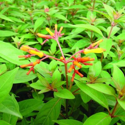 Hamelia patens 'Red'