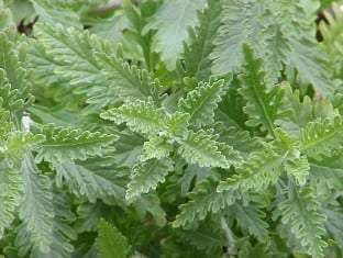 Perovskia Atriplicifolia