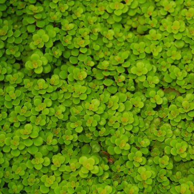 Sedum makinoi 'Ogon'