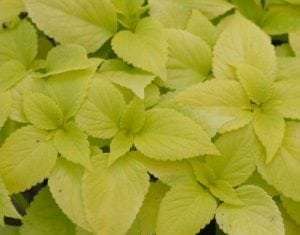 Coleus 'Solar Shade'