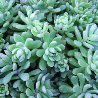 Graptopetalum 'Glassii'