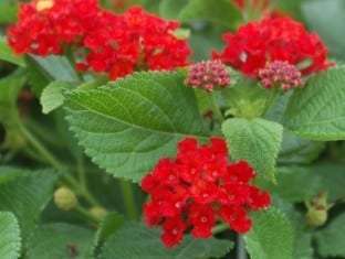 Lantana Salsa