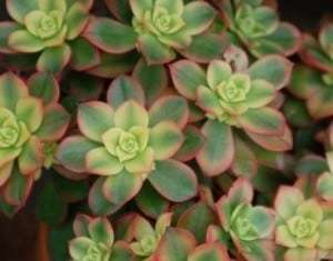 Aeonium haworthii 'Kiwi'