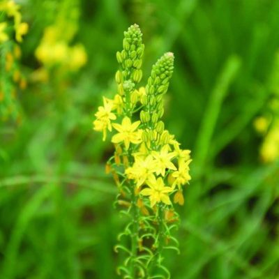 Bulbine frutescens 'Yellow'