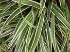 Chlorophytum comosum 'White Edge'
