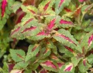 Coleus 'Carnival' (Pink Beauty)