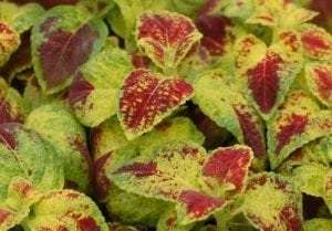 Coleus 'Dipt in Wine'