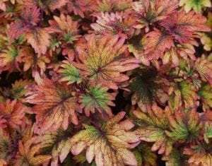 Coleus Smallwood Driveway