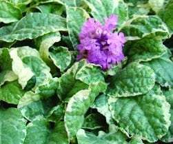 Ajuga Pink Lightning