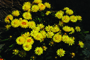Bracteantha (Xerochrysum) bracteatum 'Totally Yellow'
