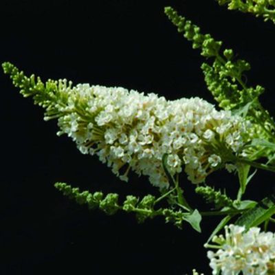 Buddleja davidii Buzz® Ivory