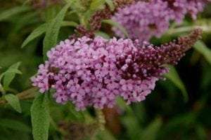 Buddleja davidii Buzz® Lavender