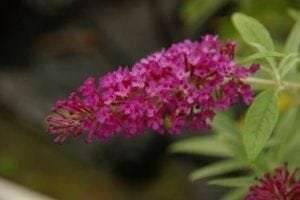 Buddleja davidii Buzz® Magenta Improved