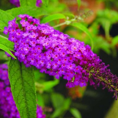 Buddleja davidii Buzz® Purple