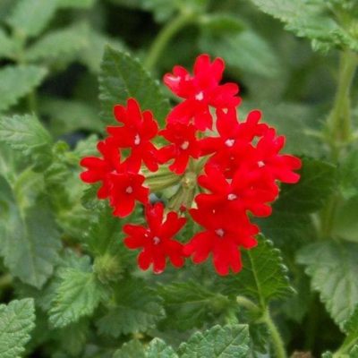Verbena Homestead Red
