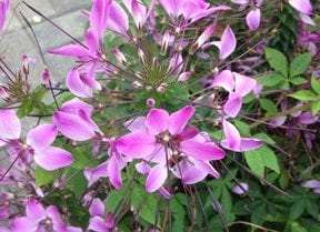 Cleome Clio Magenta