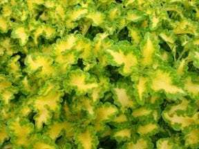 Coleus 'Wild Lime'