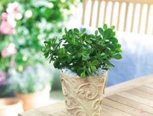 Crassula ovata minor