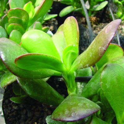 Crassula Ovata