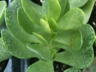 Crassula radicans 'Small Red Carpet'
