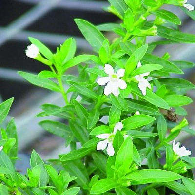 Cuphea hyssopifolia White