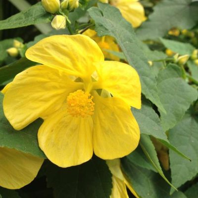 Abutilon LUCKY LANTERN™ Yellow