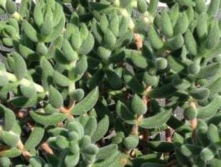 Crassula mesembryanthemoides
