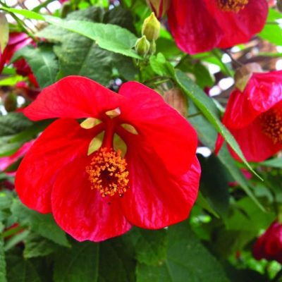 Abutilon LUCKY LANTERN™ Red (PP 25443)