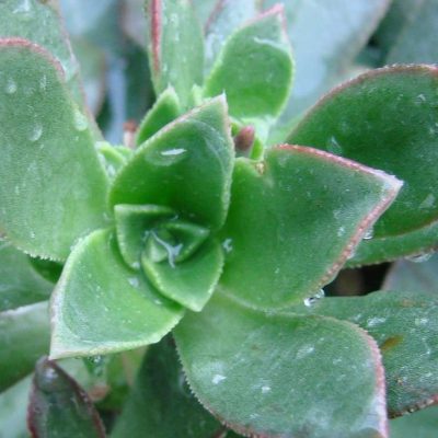 Aeonium haworthii 'Kiwi Verde'