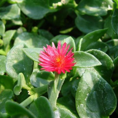 Aptenia cordifolia 'Red Apple'